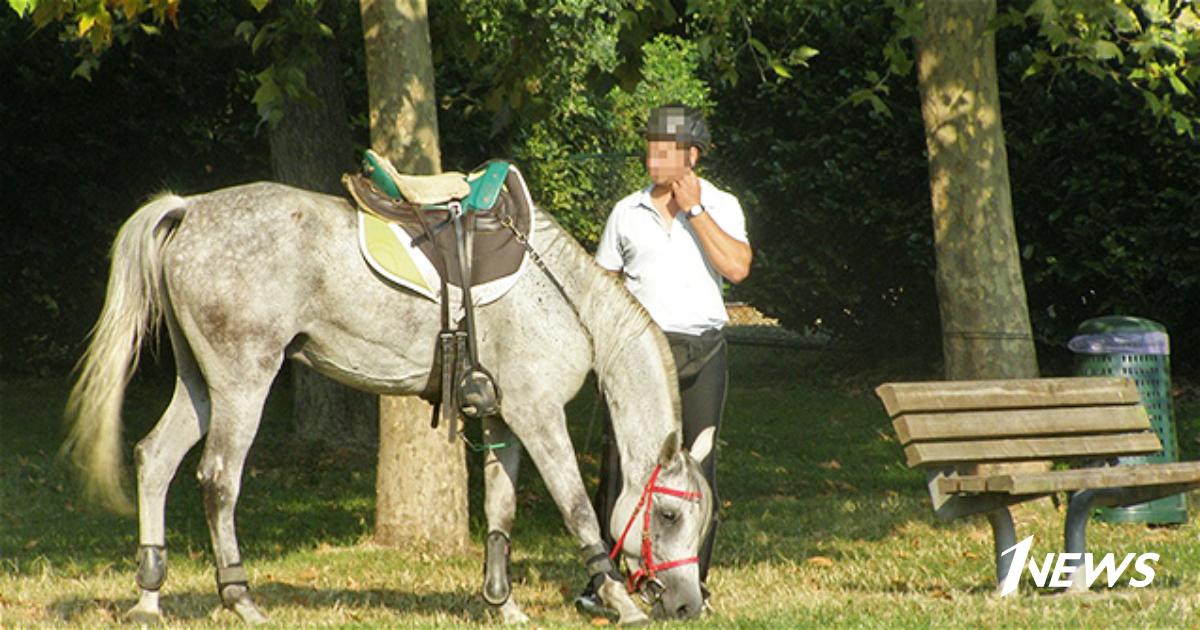 Пьяный мужчина прогуливался верхом на лошади в бакинском парке | 1news ...