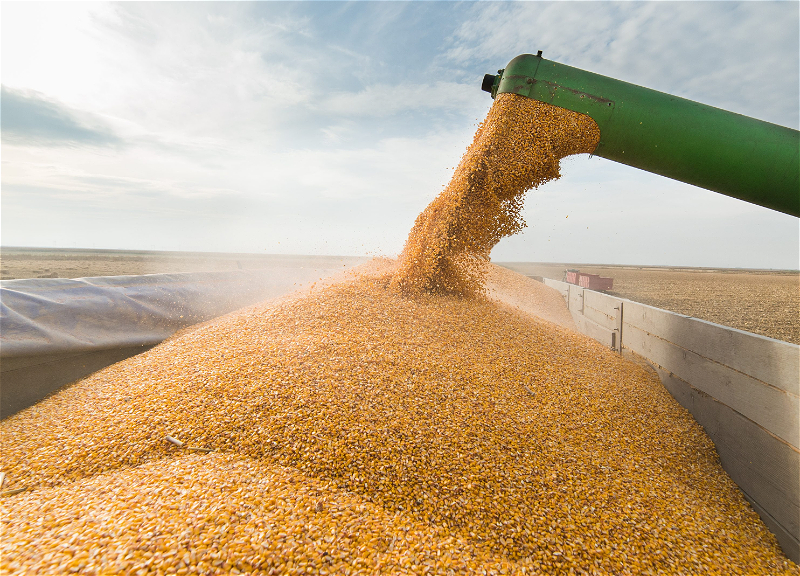 Азербайджан в августе существенно увеличил импорт пшеницы
