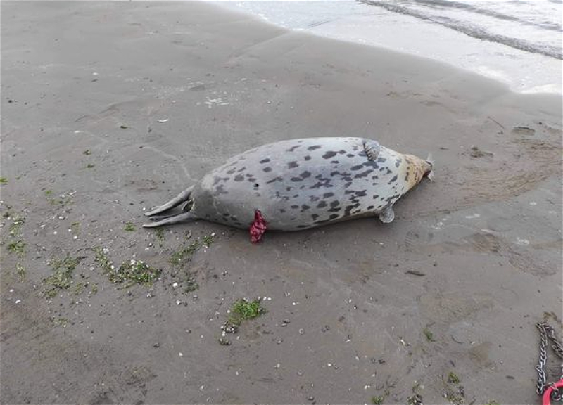 На побережье Каспия обнаружен убитый тюлень: Реакция Минэкологии – ФОТО