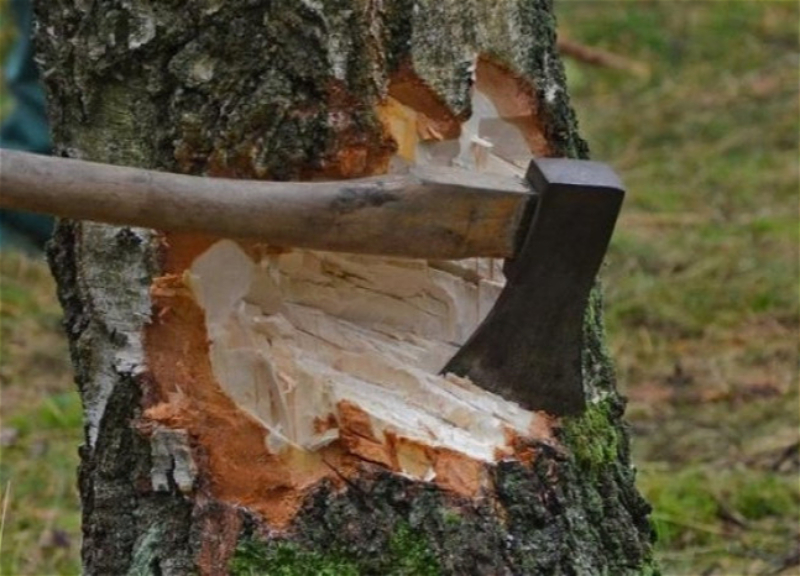 Lerikdə qanunsuz ağac kəsilməsi ilə bağlı cinayət işi başlandı