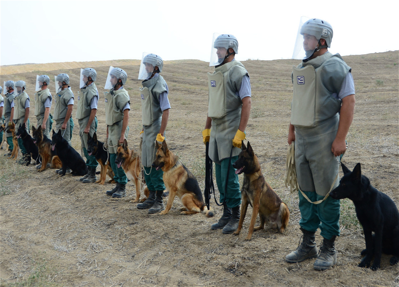 США передадут Азербайджану еще 15 собак-миноискателей