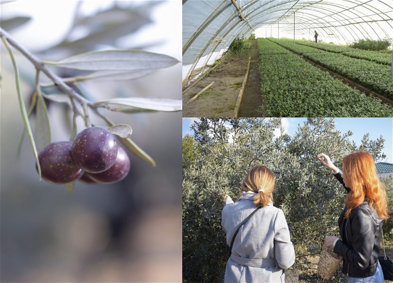 Один день на ферме в Зыхе: О том, как в Азербайджане выращивают оливки – ФОТО