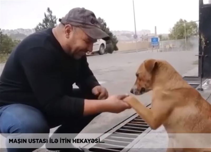 История дружбы в Баку: Кто он – мужчина, к которому каждый день приходит собака, ставшая звездой сетей? – ВИДЕО