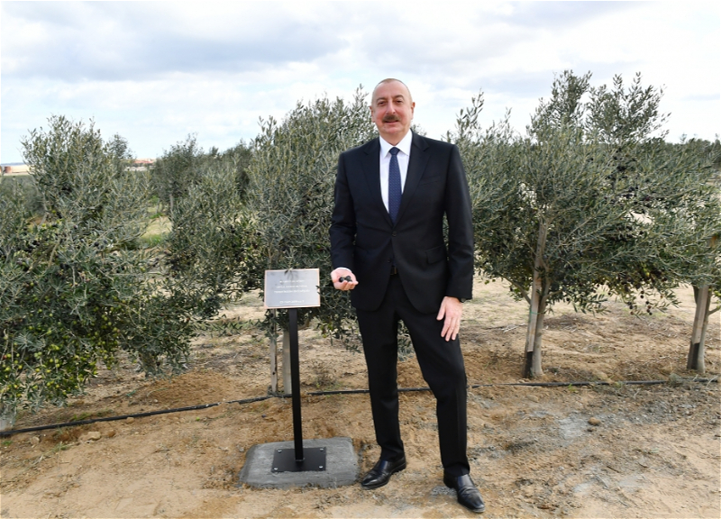 Ильхам Алиев открыл завод по переработке оливкового масла и столовой оливковой продукции - ФОТО