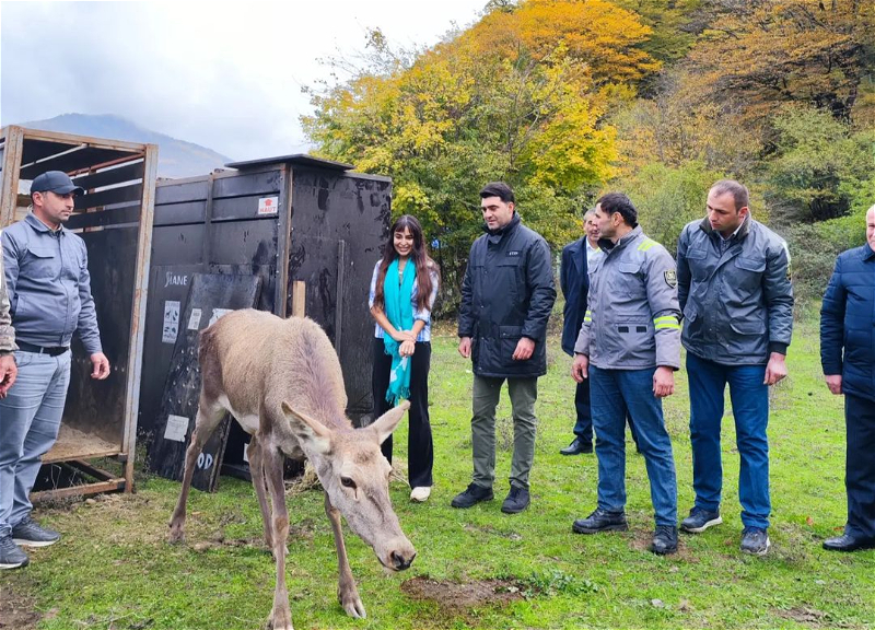 Leyla Əliyeva Şahdağ Milli Parkında ilk maralların buraxılması MƏRASİMİNDƏ - FOTO