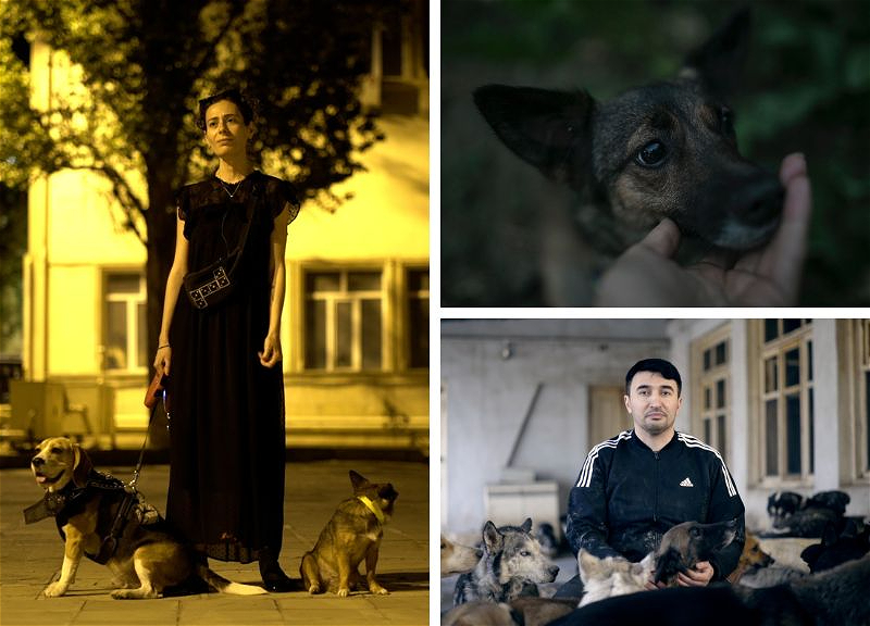«DogDoc»: в Баку презентован документальный фильм о проблемах бездомных животных – ФОТО – ВИДЕО