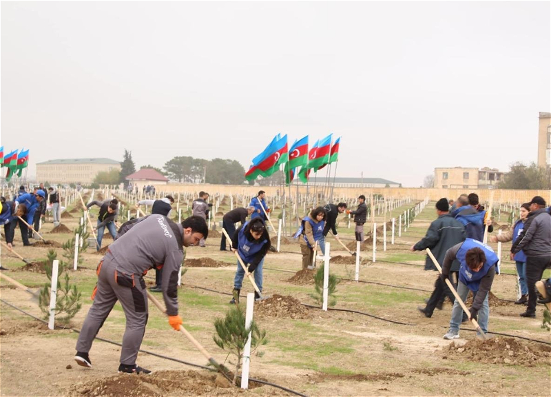 На Абшероне посажено 3 тысячи деревьев - ФОТО