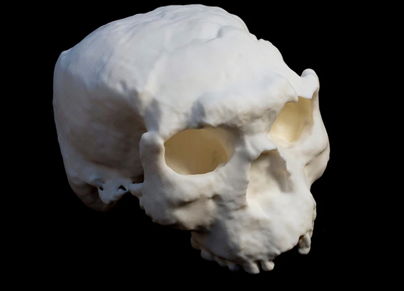 В Китае обнаружили самый древний в Евразии череп древнего человека