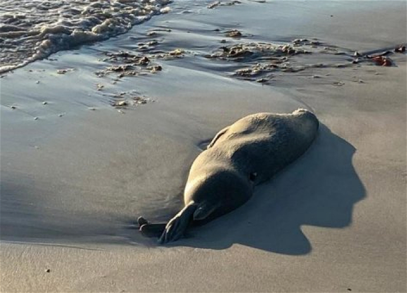 На побережье Каспия со стороны Дагестана обнаружено до 700 мертвых тюленей - ВИДЕО
