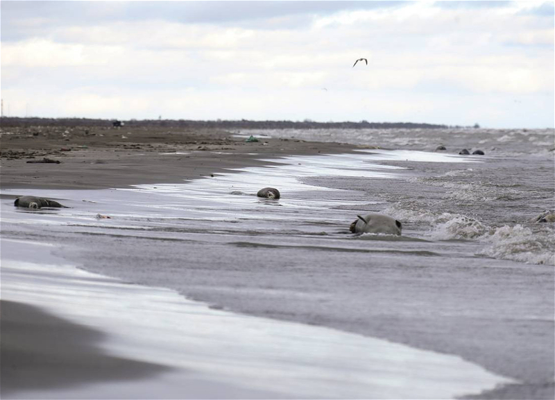 Причина гибели каспийских тюленей на дагестанском побережье изучается специалистами