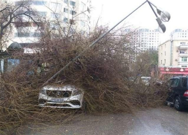 В Баку из-за упавшего дерева изменена схема движения автобусов