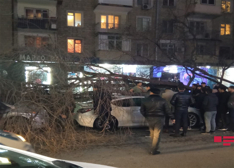 В Баку дерево упало на припаркованные автомобили - ФОТО- ВИДЕО