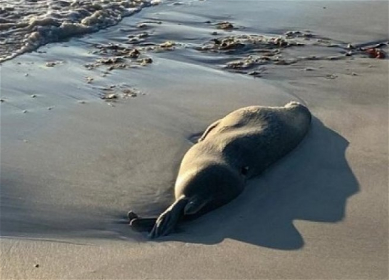 На побережье Каспийского моря обнаружили десятки мертвых тюленей - ВИДЕО