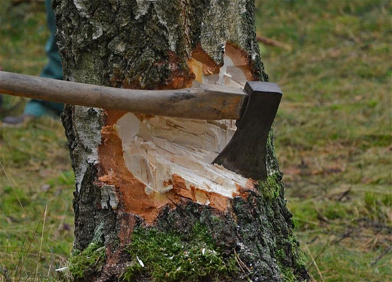 Задержан человек, незаконно вырубивший деревья в Балакене