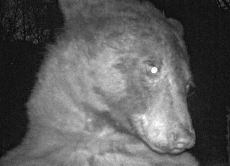В Колорадо медведь сделал 400 «селфи» при помощи фотоловушки - ФОТО