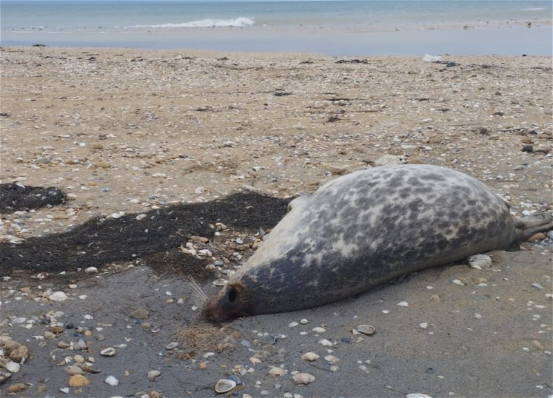 Каспийские тюлени продолжают вымирать