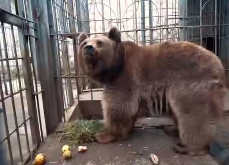 Фарид Мансуров рассказал, как в Азербайджане краснокнижных медведей используют для развлечения – ВИДЕО