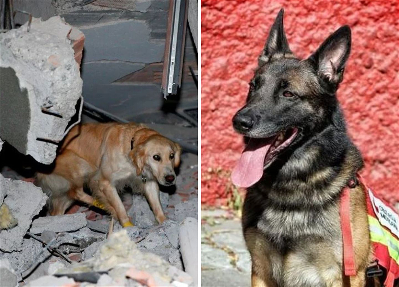 Четвероногие герои: Собаки, которые помогают спасать людей из-под руин в Турции - ФОТО - ВИДЕО