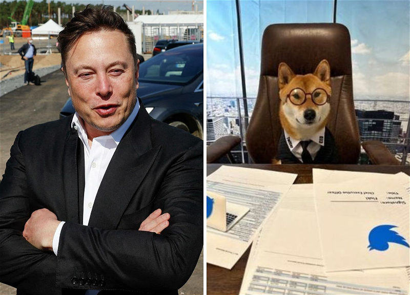 Маск опубликовал фото своего пса: «Новый исполнительный директор Twitter великолепен» - ФОТО