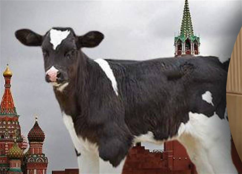 В Москве наказали американку, которая выгуливала на Красной площади теленка