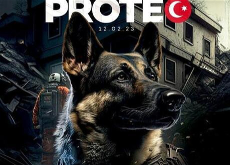 Похороны с почестями и трогательная благодарность от Trabzonspor собаке Протео, погибшей при поисковых работах в Турции - ФОТО - ВИДЕО