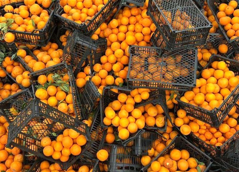 Из Ирана в Азербайджан пытались провезти «зараженные» апельсины
