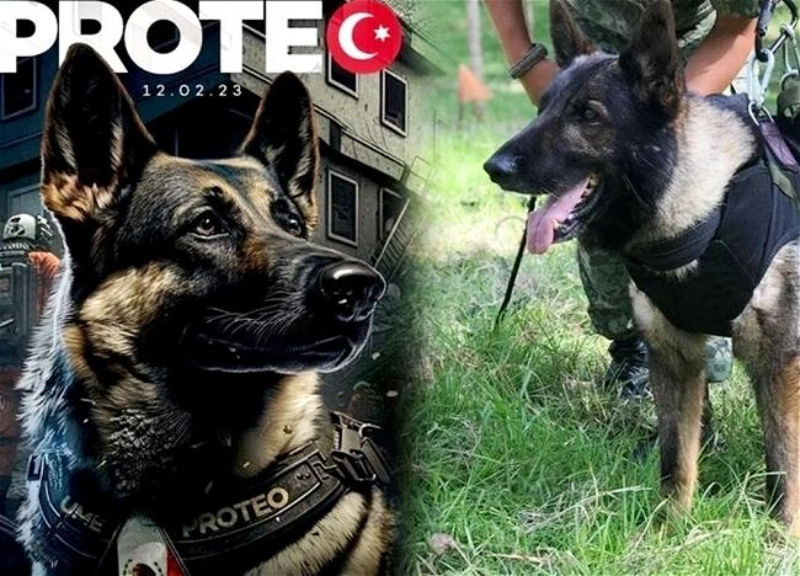 «Теперь он останется с нами навсегда»: В Стамбуле поставят памятник собаке Протео, погибшей при спасении пострадавших от землетрясения