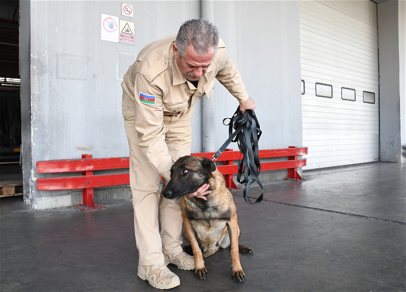 ANAMA увеличивает число собак, привлеченных к операциям по разминированию в Карабахе - ФОТО