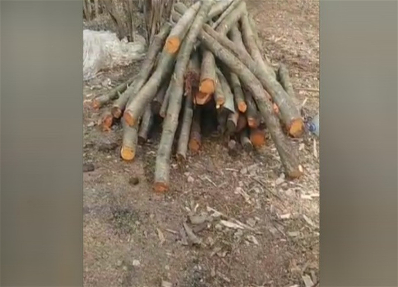 Qəbələdə qanunsuz yolla kömür istehsal edən şəxslər müəyyən olunub