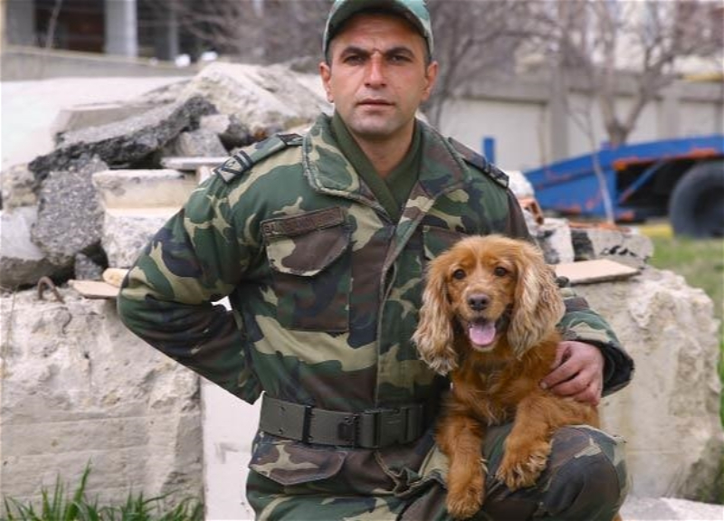 Герой Джуна: Собака из Азербайджана спасла 3 жителей зоны бедствия в Турции - ФОТО