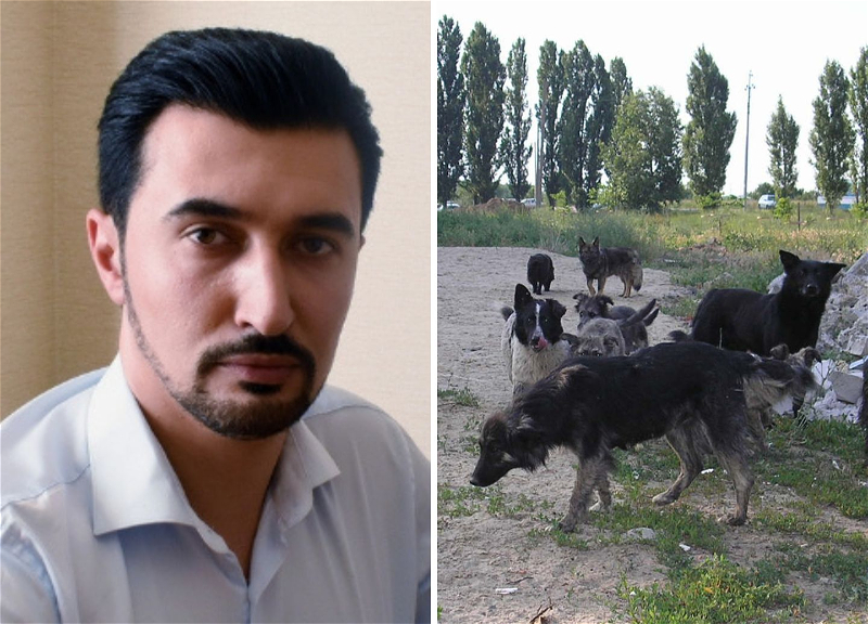 «Это скрытый призыв к уничтожению бездомных собак!» Фарид Мансуров отреагировал на заявление научного сотрудника