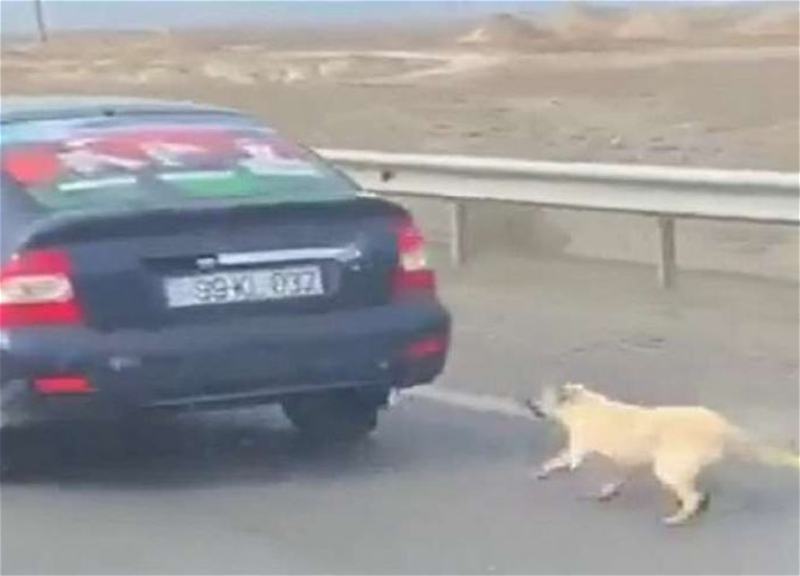 Установлено лицо, волочившее по дороге собаку, привязав ее к автомобилю - ВИДЕО