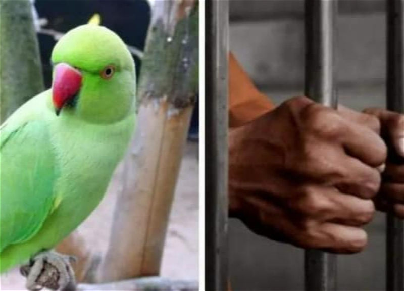 В Индии обвиняемый получил пожизненное из-за «показаний» попугая