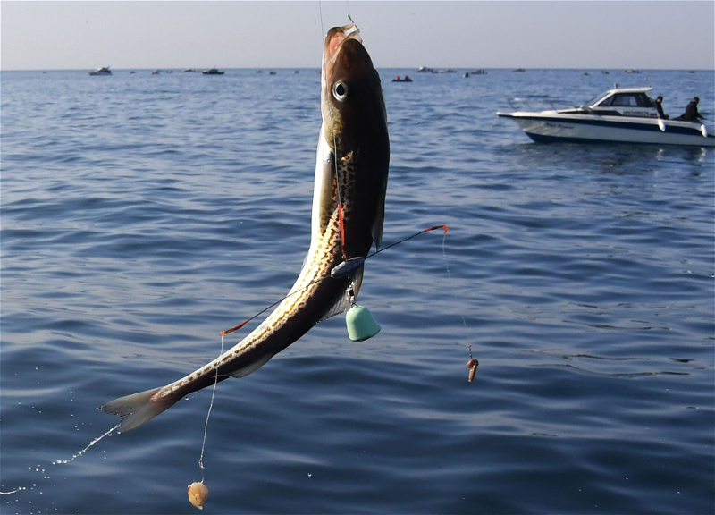 В Азербайджане вступил в силу мораторий на промышленное рыболовство во внутренних водных бассейнах