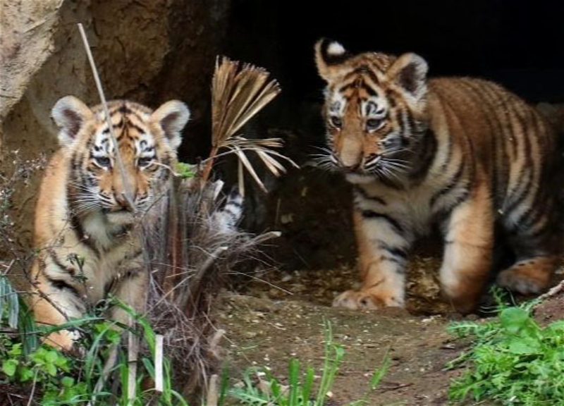 В Бакинском зоопарке родились тигрята – Вы можете выбрать для них имена – ФОТО