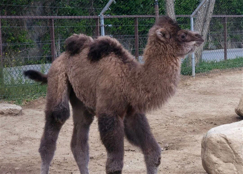 В Бакинском зоопарке родилась двугорбая верблюдица - ФОТО