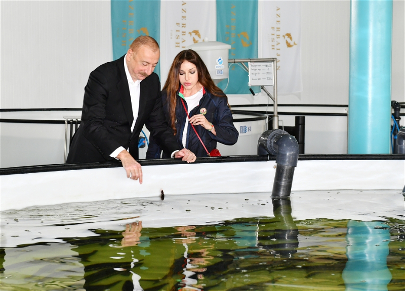 Ильхам Алиев и Мехрибан Алиева ознакомились с условиями, созданными в хозяйстве по разведению осетровых рыб ООО Azerbaijan Fish Farm - ФОТО