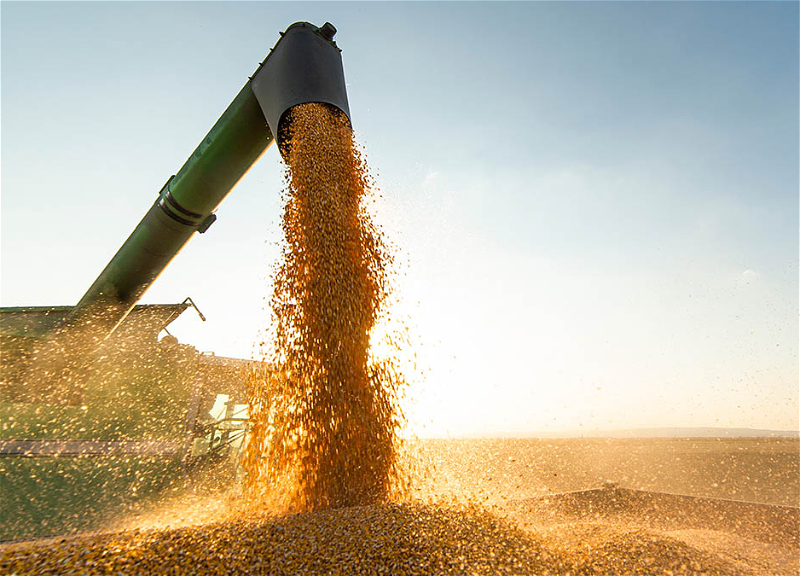 В Турции заявили, что прилагают усилия для продления зерновой сделки