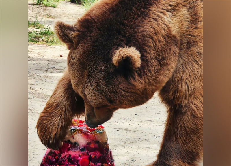 В Бакинском зоопарке отметили день рождения медведя - ФОТО