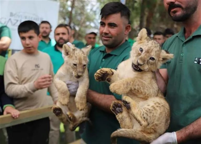 Сюрприз для президента: Львица, подаренная Эрдогану, родила четырех львят – ФОТО
