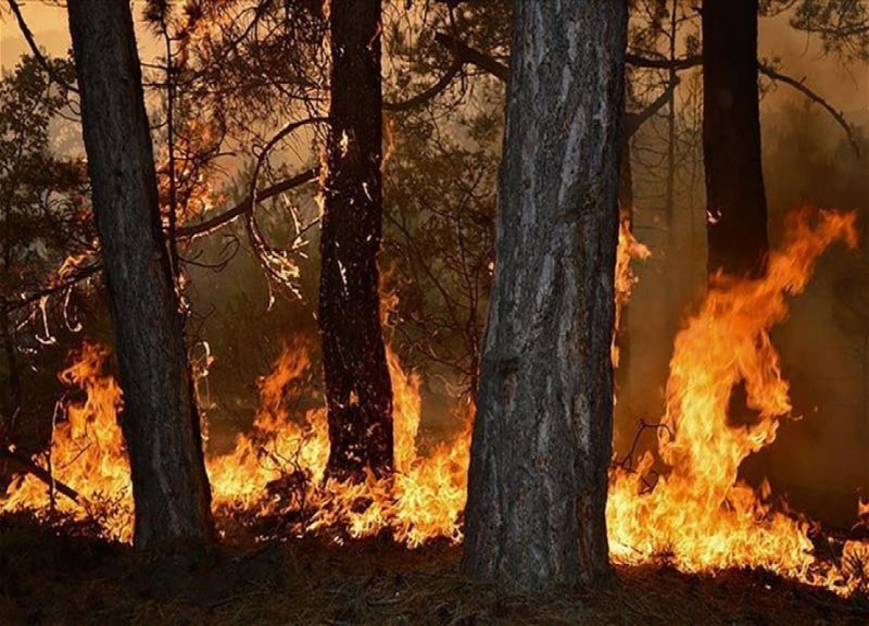 В Казахстане сообщили об увеличении числа жертв лесного пожара