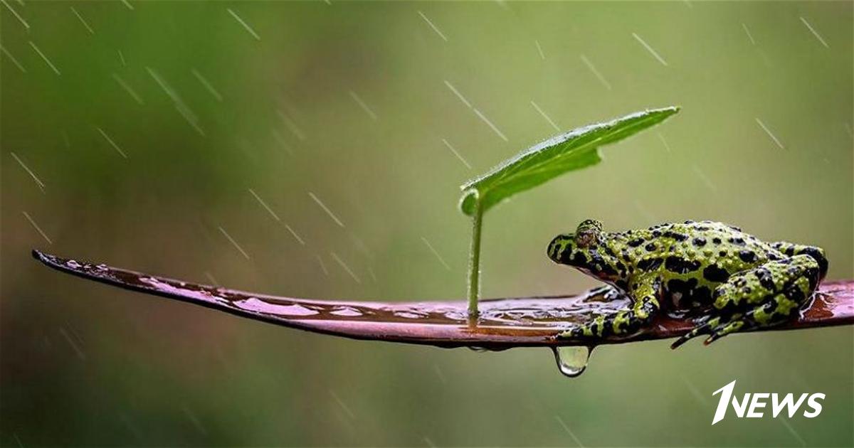 Rain animals. Лягушка дождь. Лягушка под дождем. Картинки животные под дождем. Животные прячутся от дождя.