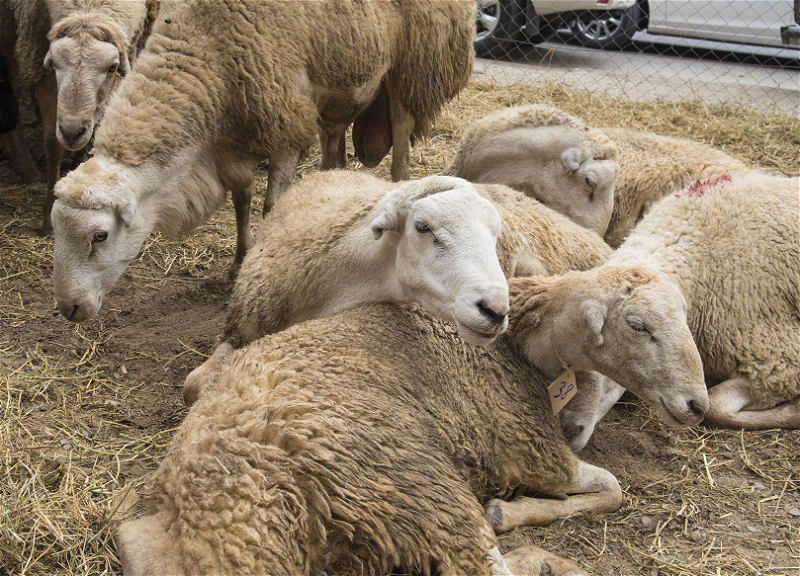 Объявлены пункты продажи мяса жертвенных животных в дни Гурбан байрамы