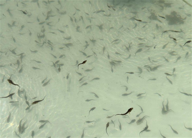 В Куру выпущены мальки рыбы, внесенной в «Красную книгу» – ФОТО