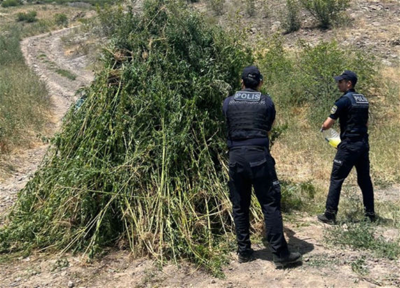 В Зангилане уничтожено свыше 3 тонн дикорастущей конопли - ФОТО