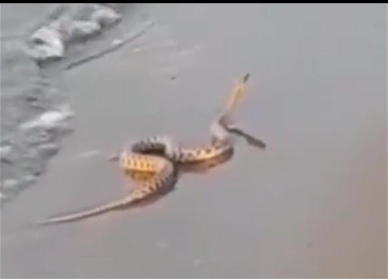 На бакинском пляже появилась змея - ВИДЕО
