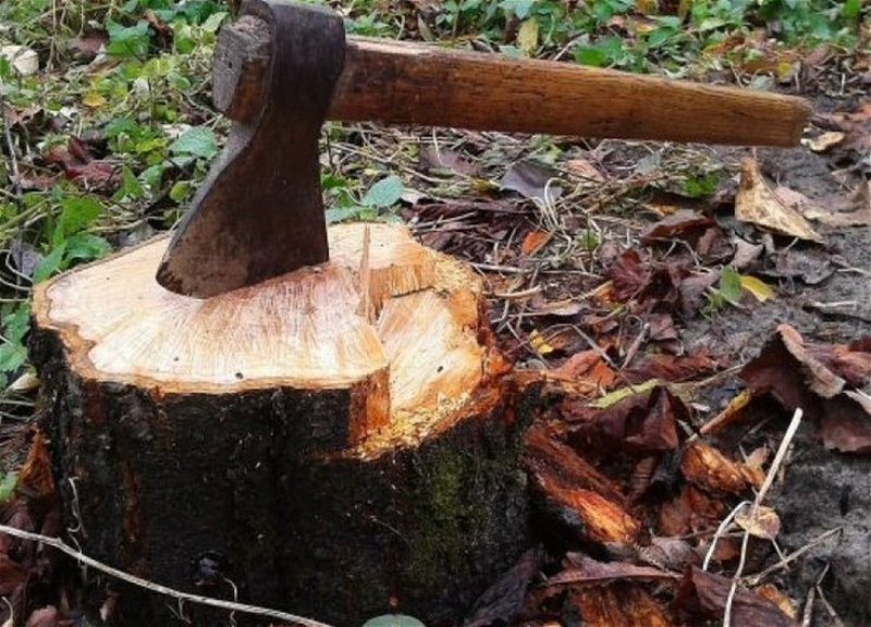 Оштрафованы лица, незаконно вырубившие деревья в Лянкяране и Исмаиллы