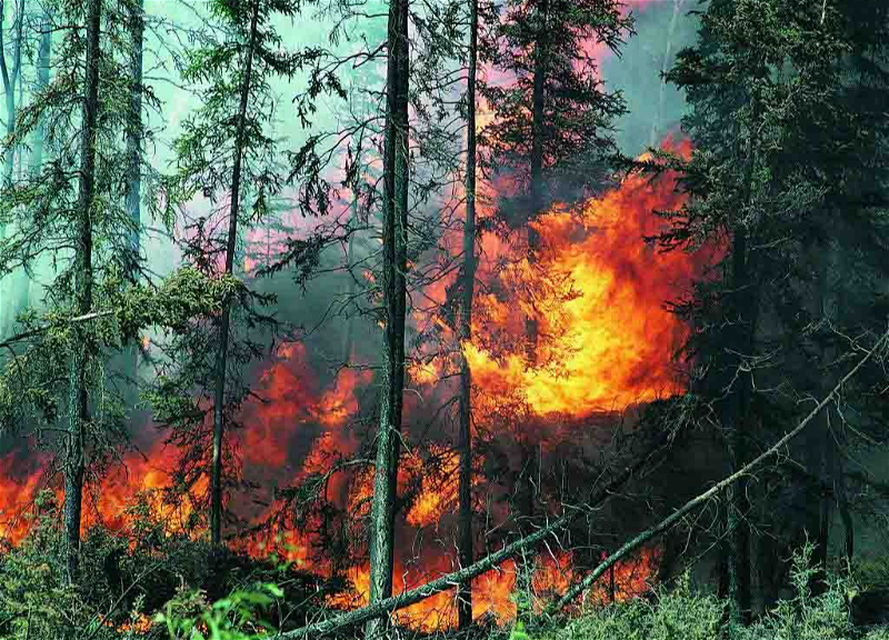 В Турции вспыхнул еще один лесной пожар