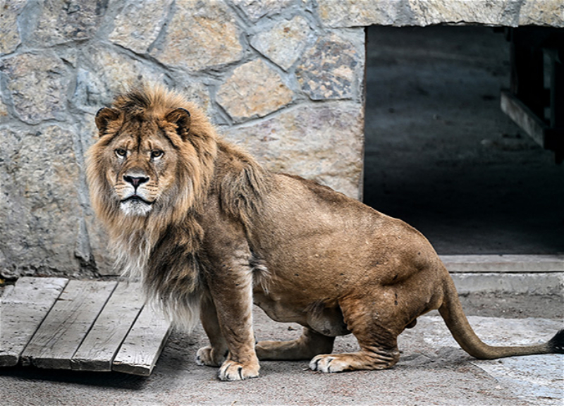 «Платиновая операция»: В Стамбуле львам со сломанными лапами сделали протезы - ФОТО