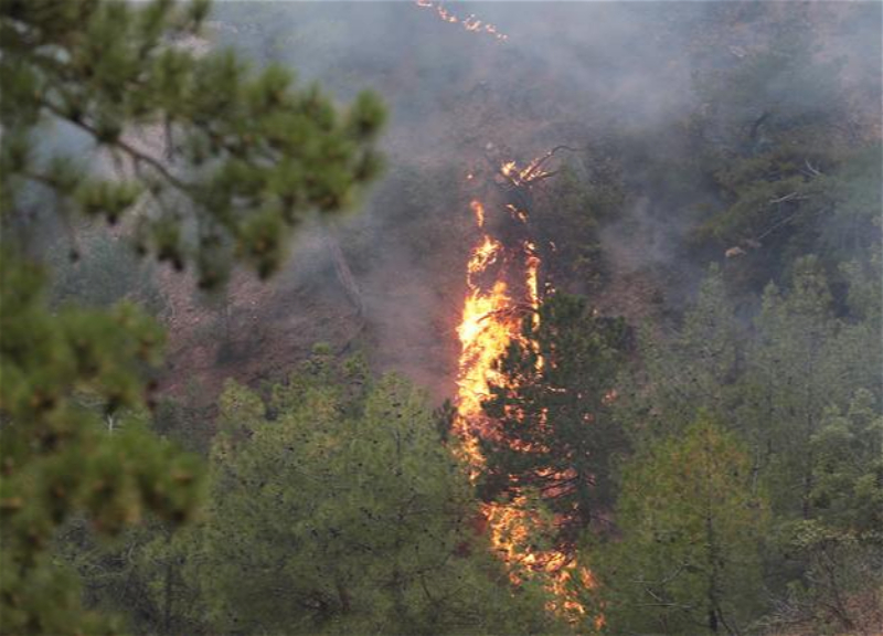 В Турции снова вспыхнули лесные пожары - ФОТО